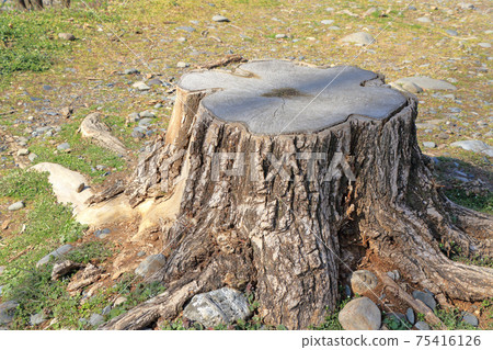 Big stump Big stump 75416126