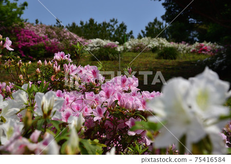 Azalea Festival in Higashi Village, Kunigami District, Okinawa Prefecture 75416584