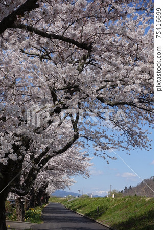 Sakura in full bloom Mogami River 75416699