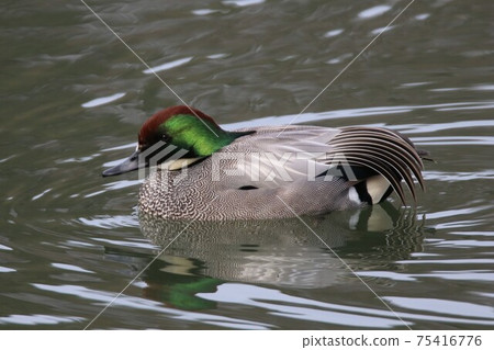 有美麗的三行羽毛的雄性成年鴨 有美麗的三行羽毛的雄性成年鴨 75416776