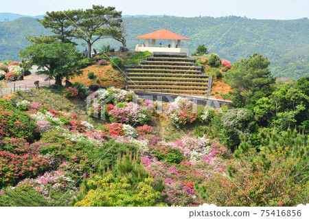 沖繩縣國頭區東村杜鵑花節 75416856
