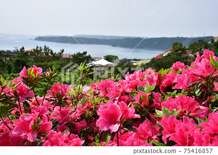 Azalea Festival in Higashi Village, Kunigami District, Okinawa Prefecture Azalea Festival in Higashi Village, Kunigami District, Okinawa Prefecture 75416857