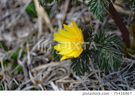 福庫格的花 福庫格的花 75416867