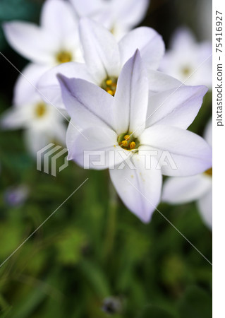 White uniflora flowers blooming in spring 75416927