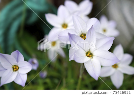 White uniflora flowers blooming in spring 75416931