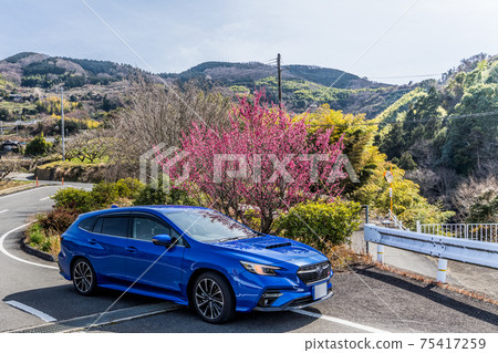 一輛藍色的客車停在梅花的前面。和歌山縣木之川水果線 75417259