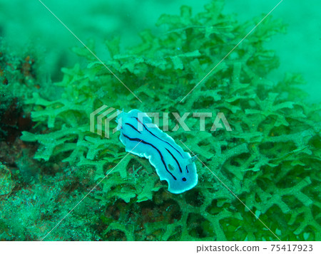 Mizoreumiushi on seaweed (Anilao, Philippines) 75417923