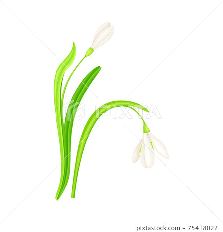 Snowdrop Drooping Flowers on Stem with Linear Leaves Vector Illustration Snowdrop Drooping Flowers on Stem with Linear Leaves Vector Illustration 75418022