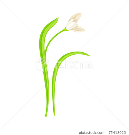 Snowdrop Drooping Flowers on Stem with Linear Leaves Vector Illustration Snowdrop Drooping Flowers on Stem with Linear Leaves Vector Illustration 75418023