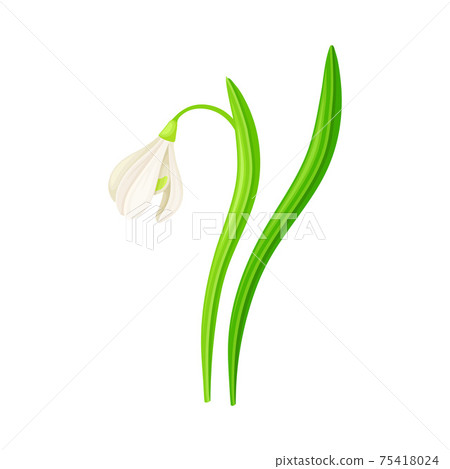 Snowdrop Drooping Flowers on Stem with Linear Leaves Vector Illustration Snowdrop Drooping Flowers on Stem with Linear Leaves Vector Illustration 75418024
