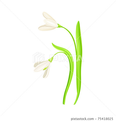 Snowdrop Drooping Flowers on Stem with Linear Leaves Vector Illustration Snowdrop Drooping Flowers on Stem with Linear Leaves Vector Illustration 75418025