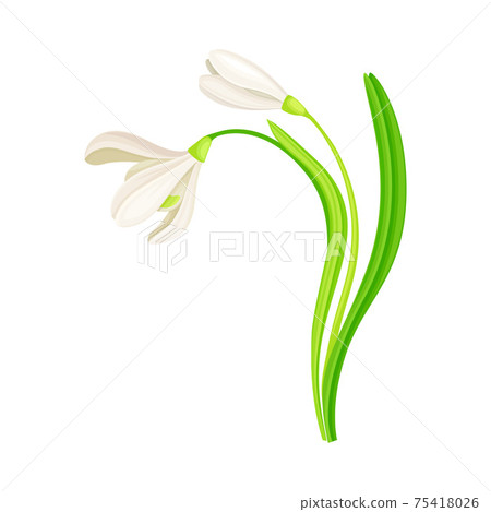 Snowdrop Drooping Flowers on Stem with Linear Leaves Vector Illustration Snowdrop Drooping Flowers on Stem with Linear Leaves Vector Illustration 75418026