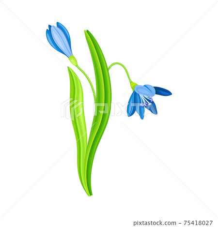 Blue Pendulous Flower of Snowdrop or Galanthus Bulbous Perennial Specie Vector Illustration Blue Pendulous Flower of Snowdrop or Galanthus Bulbous Perennial Specie Vector Illustration 75418027