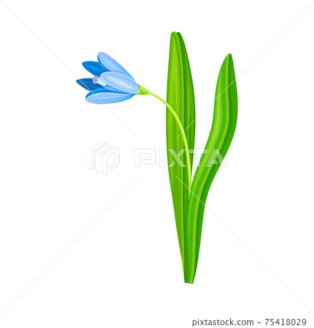 Blue Pendulous Flower of Snowdrop or Galanthus Bulbous Perennial Specie Vector Illustration 75418029