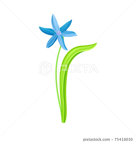 Blue Pendulous Flower of Snowdrop or Galanthus Bulbous Perennial Specie Vector Illustration 75418030