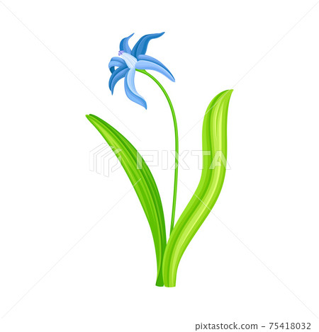 Snowdrop or Galanthus with Blue Pendulous Flower and Linear Leaves Vector Illustration 75418032