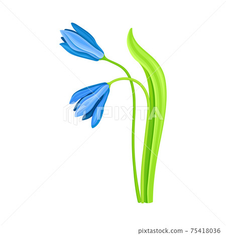 Snowdrop or Galanthus with Blue Pendulous Flower and Linear Leaves Vector Illustration 75418036