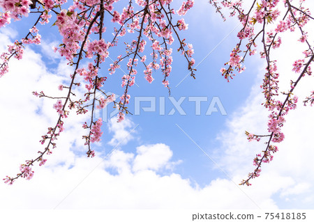 Matsusaka City, Mie Prefecture, Kasamatsu Kawazu cherry blossom branch that shines in the blue sky Matsusaka City, Mie Prefecture, Kasamatsu Kawazu cherry blossom branch that shines in the blue sky 75418185