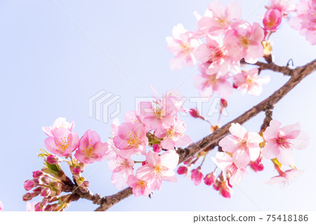 Matsusaka City, Mie Prefecture, Kasamatsu Kawazu cherry blossom branch that shines in the blue sky Matsusaka City, Mie Prefecture, Kasamatsu Kawazu cherry blossom branch that shines in the blue sky 75418186