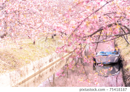 Kasamatsu Kawazu Sakura Road and boats blooming along the waterway in Matsusaka City, Mie Prefecture Kasamatsu Kawazu Sakura Road and boats blooming along the waterway in Matsusaka City, Mie Prefecture 75418187