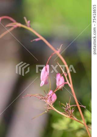 Pale crimson heart-shaped flower 75418655