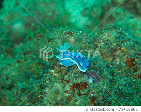 Mizoreumiushi (Philippines, Anilao) 75418965