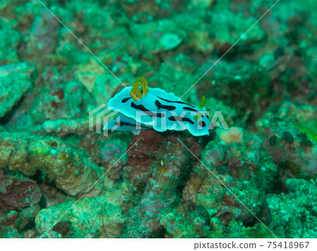 重疊Nudibranch(菲律賓,阿尼洛) 重疊Nudibranch(菲律賓,阿尼洛) 75418967