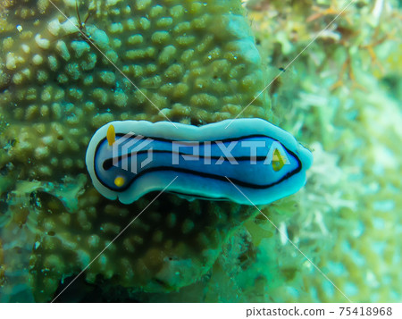 Chromodoris lochia(菲律賓,阿尼洛) Chromodoris lochia(菲律賓,阿尼洛) 75418968