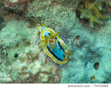 安娜搖籃曲 75418969