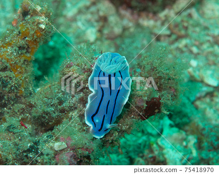 Mizoreumiushi (Philippines, Anilao) 75418970