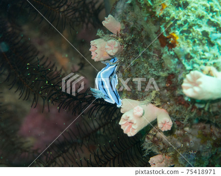 Mizoreumiushi (Philippines, Anilao) 75418971