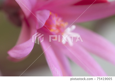 Easter cactus flower on a green background, close up shot Easter cactus flower on a green background, close up shot 75419005