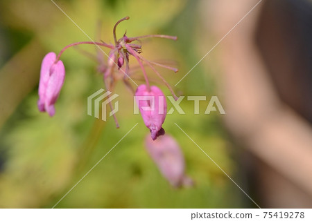 Pale crimson heart-shaped flower Pale crimson heart-shaped flower 75419278