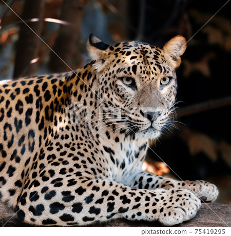 Sri Lanka Ceylon Leopard, Panthera pardus kotiya 75419295