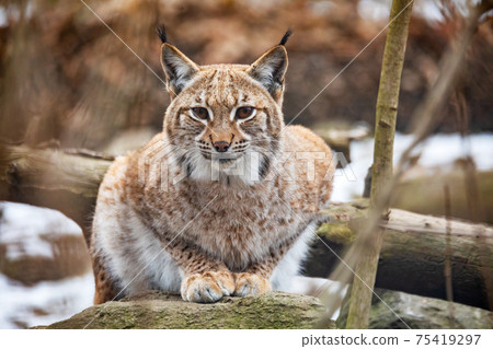Lynx Portrait during the autumn Lynx Portrait during the autumn 75419297