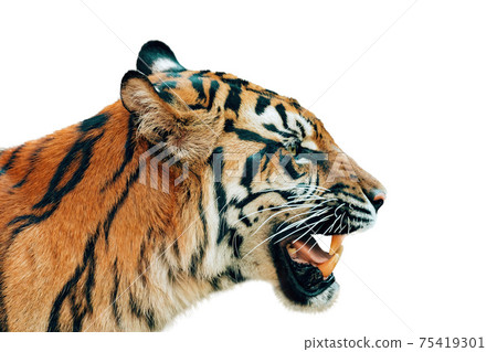 Sumatran Tiger, Panthera tigris sumatrae isolated on white 75419301