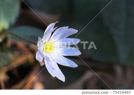 Yukiwari Ichige (Ichika Yukiwari), called the Spring Fairy 75419497