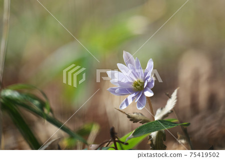 Yukiwari Ichige (Ichika Yukiwari), called the Spring Fairy Yukiwari Ichige (Ichika Yukiwari), called the Spring Fairy 75419502