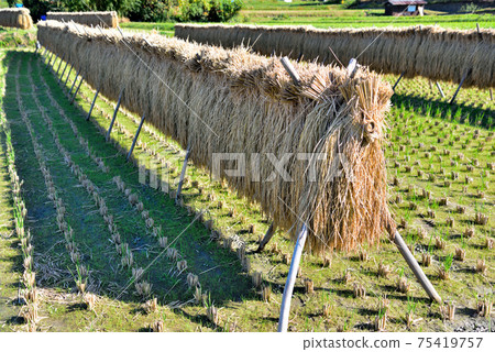 Rice paddle Rice paddle 75419757