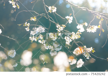 Cherry Blossoms	 75420242