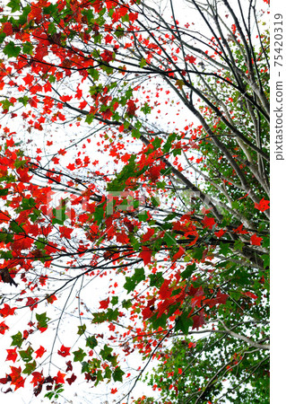 秋天的楓樹顏色特寫 75420319