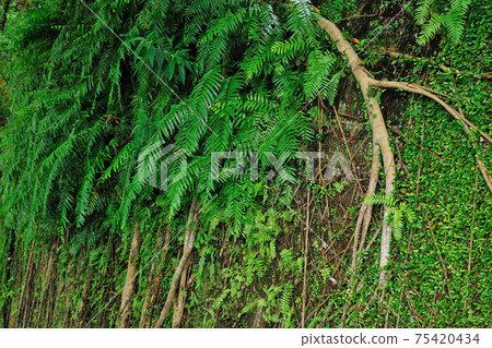 Green plants and tree roots on the wall 75420434