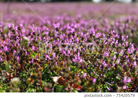 Beautiful flowers, henbit Beautiful flowers, henbit 75420579
