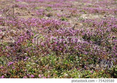 Beautiful flowers, henbit Beautiful flowers, henbit 75420580