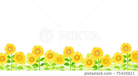 Background material_Sunflower Sunflower 75420821