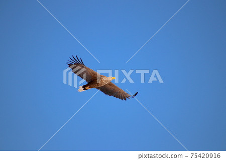 白尾鷹30 75420916