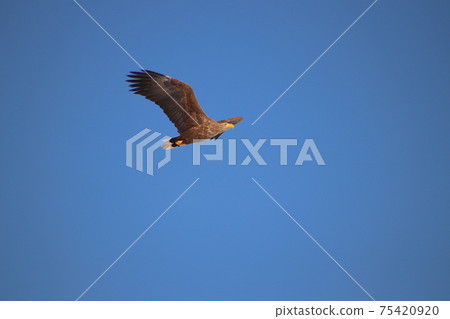 White-tailed Eagle 34 White-tailed Eagle 34 75420920