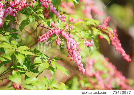 阿塞比花 阿塞比花 75420987