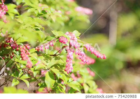 阿塞比花 阿塞比花 75420988