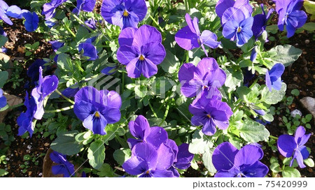 春天在街角，紫色的花朵① 75420999